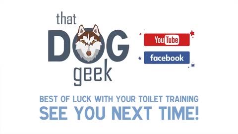 7 Quick Tips for TOILET TRAINING a Dog