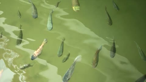 fish swimming just below the surface