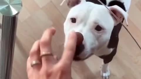 dog is tricked with cookie