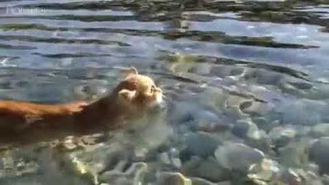 Funny cat a water