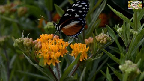 butterfly flower part 3