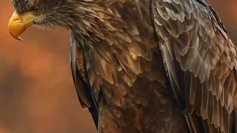 Eagle bird savage