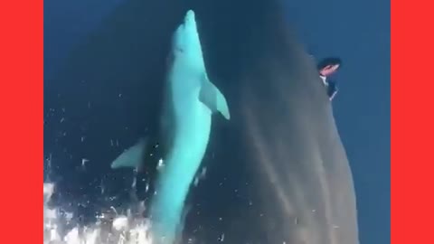 Dolphins Riding The Wave - On Bulbous Bow of Ship Underway