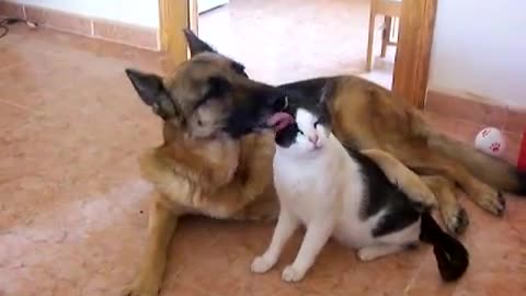 Shepherd Canine and Feline in affection