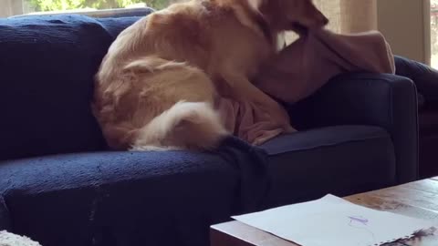 Golden Retriever can’t find the perfect position to sleep