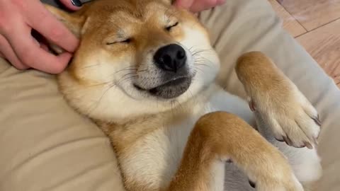 Shiba Loves Having it's Ears Played with