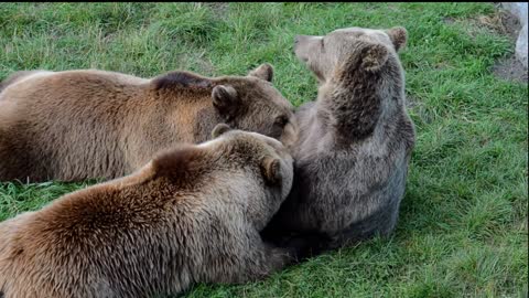 Family Gathering Between European Brown Bears, Mother And 2 Big Cubs