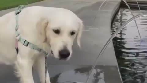Amazing dog playing with water fountain