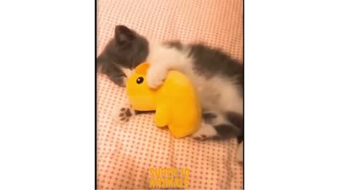 Supercute cat sleeping with its toy