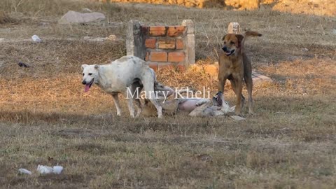 Dogs fighting because they’re jealous