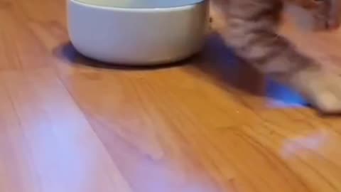 Orange Kitten was given food, thinking it was cat litter