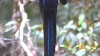 BLACK SICKLEBILL DANCE