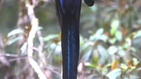 BLACK SICKLEBILL DANCE