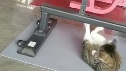 Work Out Cats Funny Pets 😀