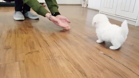 Adorable Bichon Frise Puppy Video - Puppy Videos