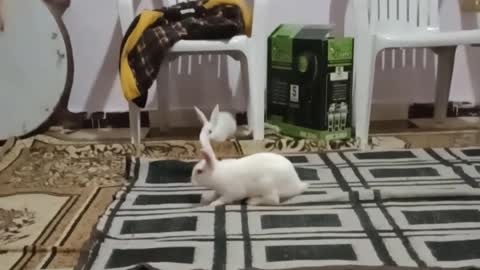 Playing with the rabbit at home