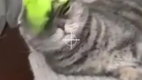 cat and best friends bird #shirts tiktok #20 (1)