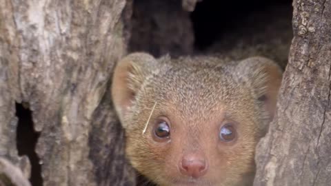 Meet Africa_s smallest carnivore the Dwarf Mongoose.