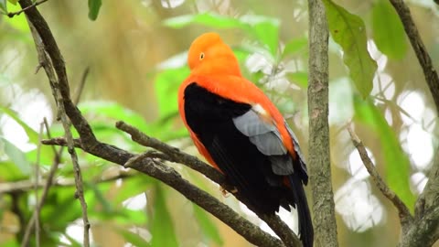 A beautiful Finch on a tree Best finch bird singing