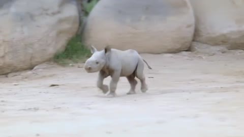 San Diego Zoo welcomes new, rare rhino calf