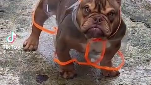 Grumpy Dog - Awesome Funny Pet Animals Videos