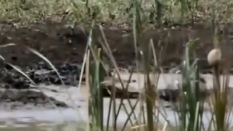 A warthog is dragged into the water by a squid