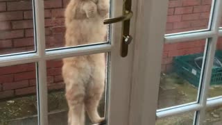Kitty Clings to Doorknob To Be Let In