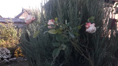 Zombie roses