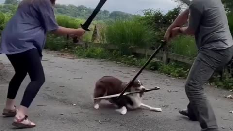 😥😥 New Dog Training video