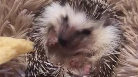 Hedgehog on brown carpet eating chip