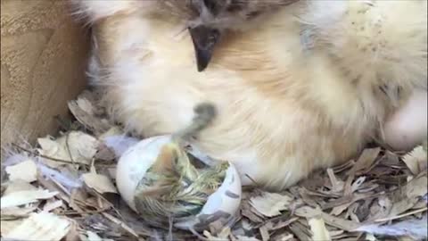 Experience a baby chick hatching in real time