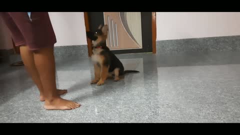 German Shepard puppy basic training