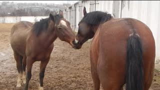 horses have emotions