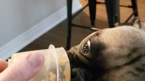 My little buddy likes peanut butter.