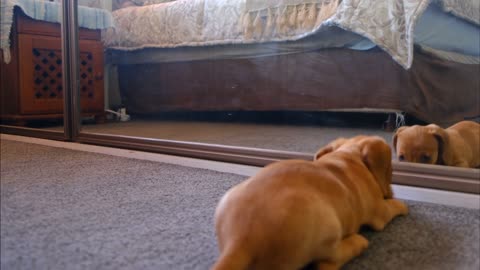 DOG PLAYING WITH ITS REFLECTION IN THE MIRROR