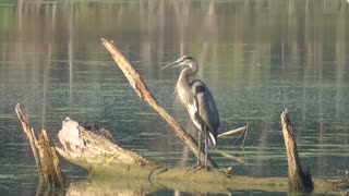 274 Toussaint Wildlife - Oak Harbor Ohio - Stunning Great Blue Heron Colors