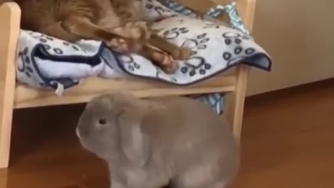 Chubby Cat Doesn't Want to Chill With His Bunny Brother (Risi's Funny Cat)