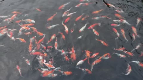 koi fish in pond