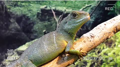 Iguana iguana Common Green Iguana facts video.