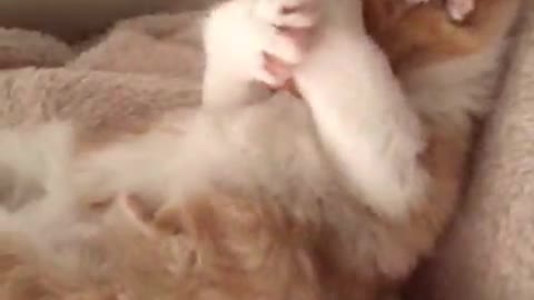 OMG So Cute ♥ Best Funny Cat Videos 2022