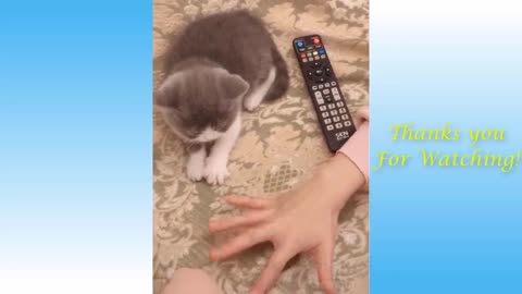 Cute cat funy videos