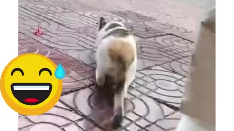 funny animal videos can't stop laughing hilarious