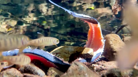 "Tranquil Waters: Salmon Fry's Unexpected Feast"