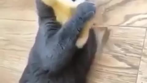 So cute duck playing with beautiful cat