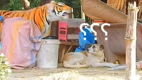 Dog is terrified of fake tiger 'stuffed toys!😂😂