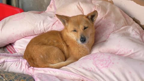 Lonely stray dog lying on the blanket in shelter, suffering hungry miserable life