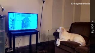 Golden retriever sits on brown couch and watches game of thrones