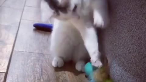Cat loves her Toy