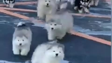 Cute puppy's in ice funny moment #shorts #viral