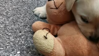 Seeing Eye Puppy Plays with Teddy